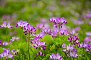  ASTRAGALUS