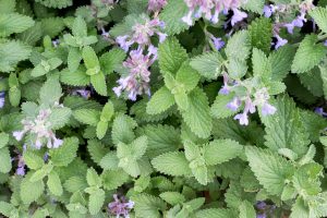 CATNIP