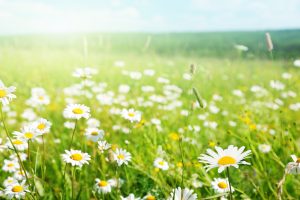  CHAMOMILE.
