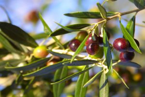  OLIVE LEAF