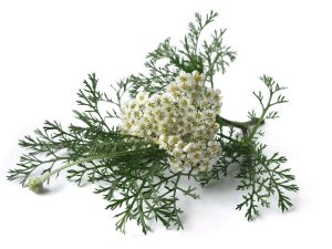 YARROW