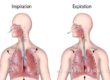 Healthy Respiratory System