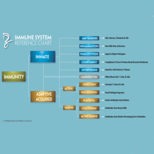 Immune System