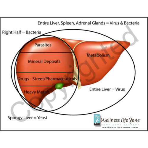 LiverChart