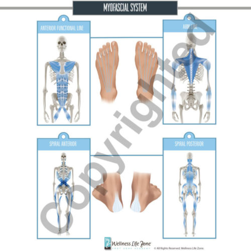 myofascial system