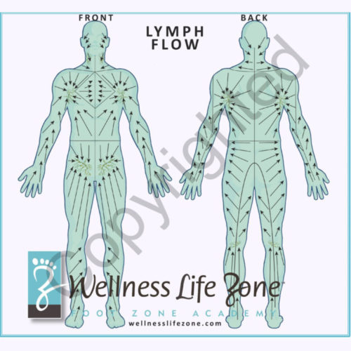 lymph flow