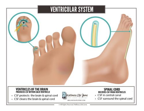 Ventricular Chart