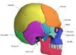 Skull Bones