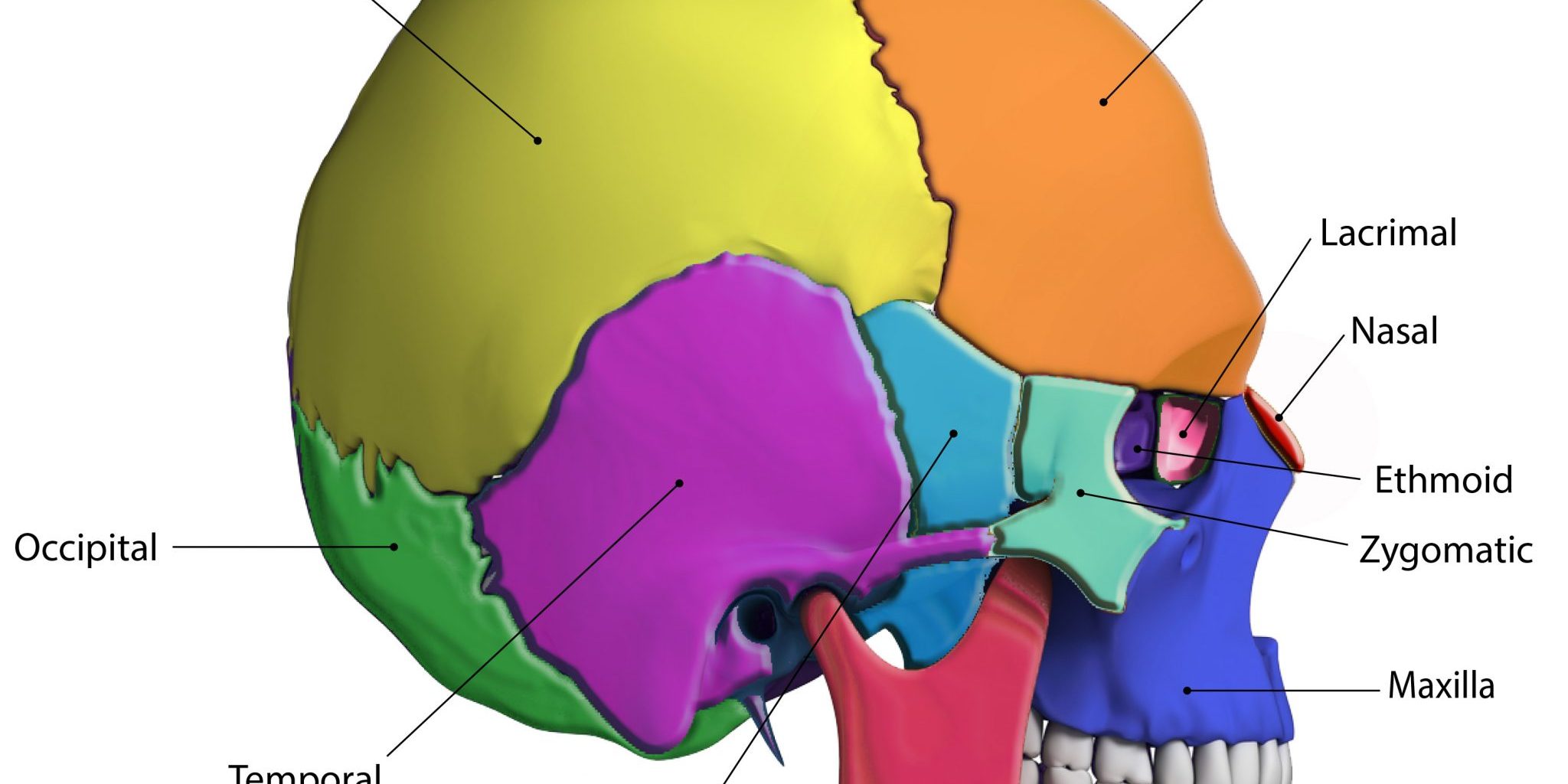 Skull Bones