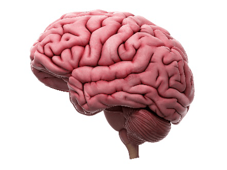 Brain Health is a Step to Total Health