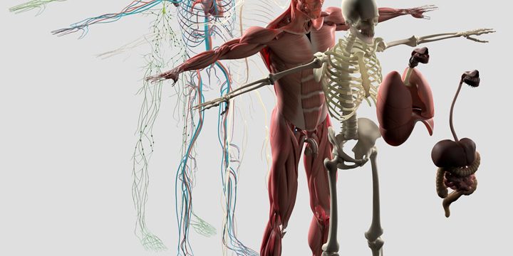FASCIA