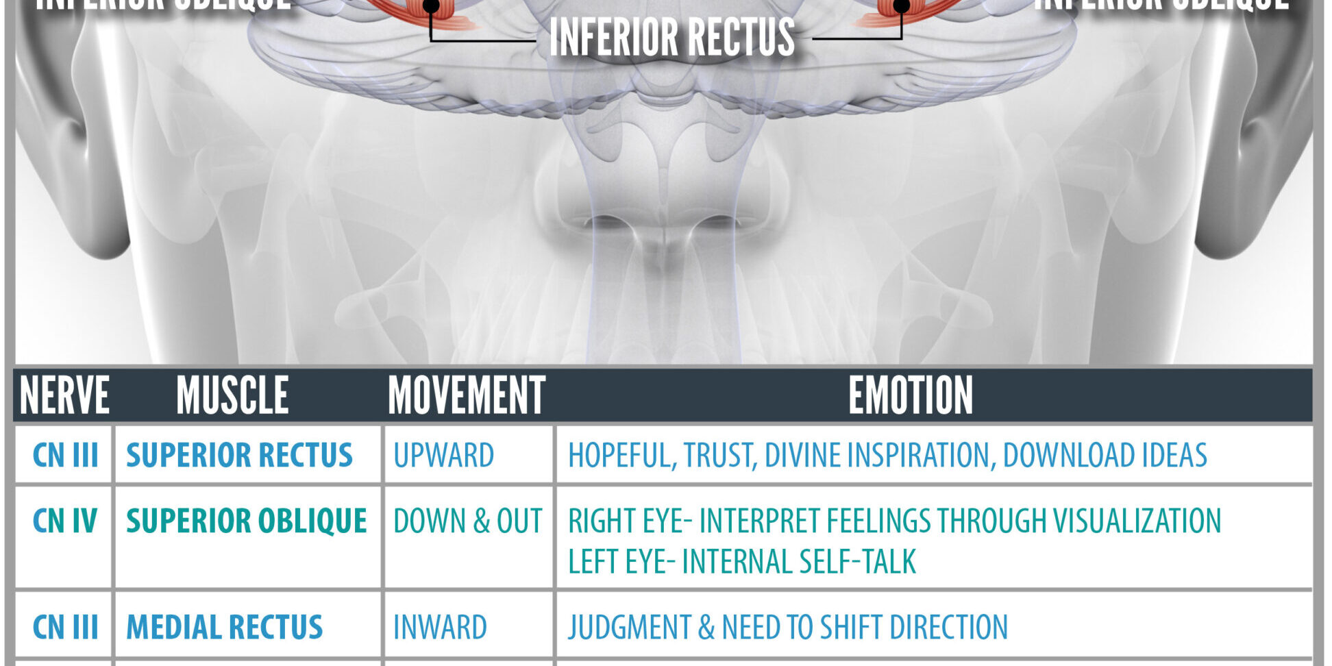 cranial nerves for your eyes