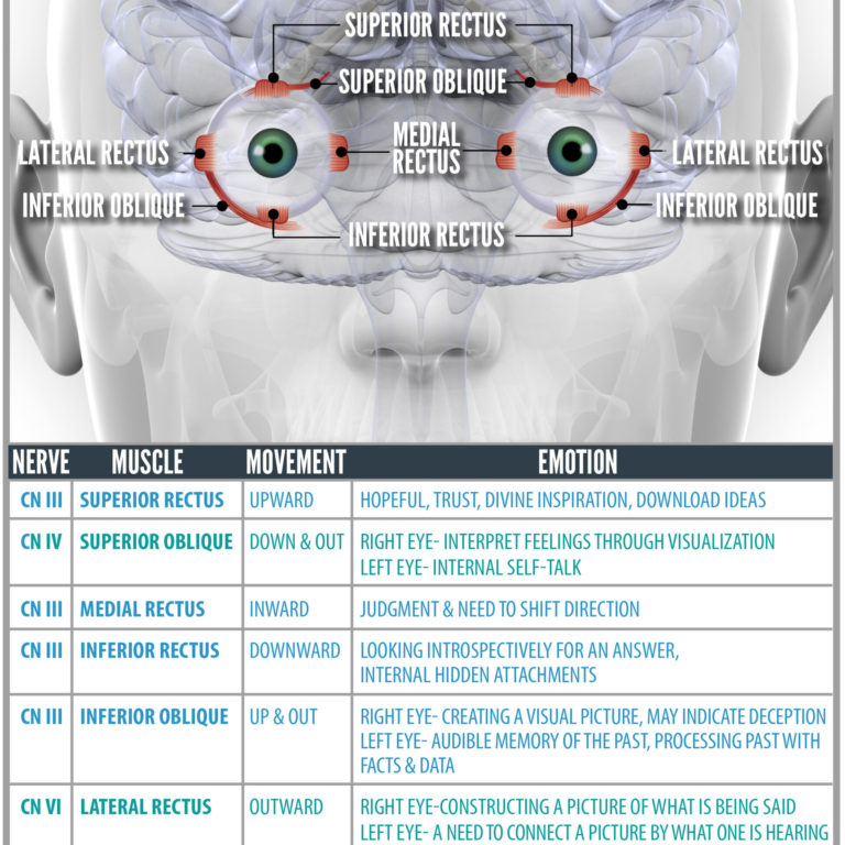 cranial nerves for your eyes