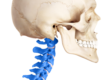 spinal cord