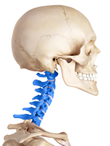 spinal cord