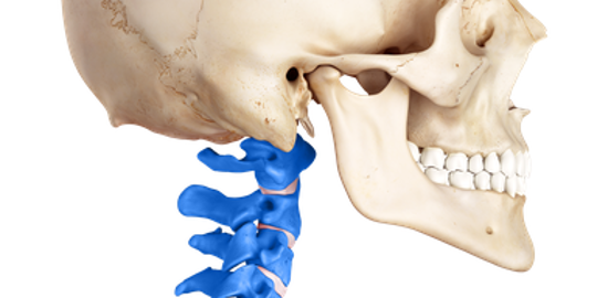 spinal cord