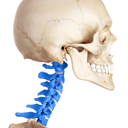 spinal cord