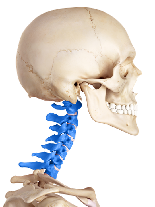 spinal cord