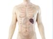 imprtance of spleen