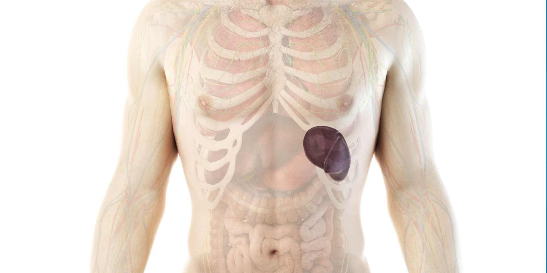 imprtance of spleen