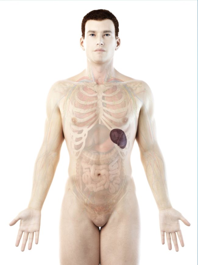 imprtance of spleen