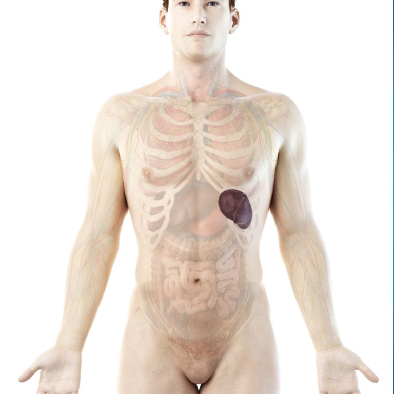 imprtance of spleen